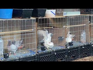 Modena Pigeons Mating