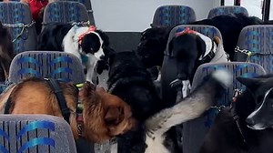 Doggy daycare bus picks up tail-wagging pups in adorable video