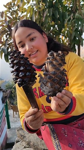 Aaj khaye humne pine seeds 😁🌲 conifer cone #youtubeshorts #phadilifestyle #food #villagerlifestyle