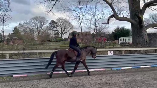 Frist lesson of 2026 ❤️#foryoupage #horserider #equestrianlife #sectionb #showpony