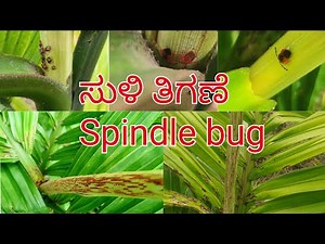 Spindle bug infestation in arecanut| ಅಡಿಕೆಯಲ್ಲಿ ಸುಳಿ ತಿಗಣೆ ಬಾಧೆ