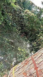 What professional lumberjack looks like😂🌳(1) | Guilty of treeson