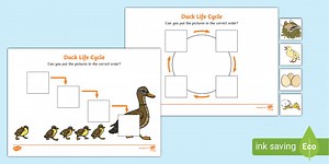 Duck Life Cycle Worksheets