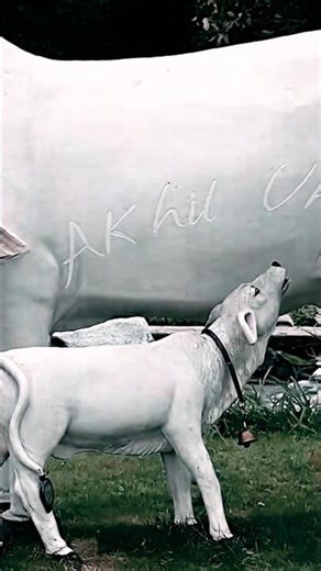 “Cute Baby Calf Moments That Melt Your Heart ❤️🐄✨”#calf #cuteanimals