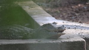 Small Captive alligator with less teeth opening and closing it's jaws waiting for plover bird to clean it's mouth.