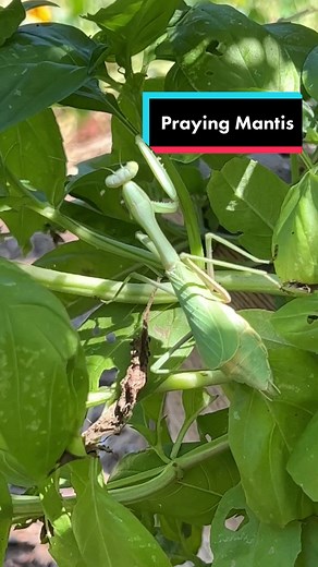 How to Attract Praying Mantis to Your Organic Garden