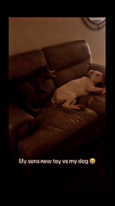 13K views · 99 reactions | Dogs vs toys藍藍藍藍藍藍 #foryou #funnyanimals #cutepets #petlover #animal #dog #toy #reels #reelsinstagram #foryoupage #fyp #instafeeds #indianreels #viralreels #lostsaintkz #iamzoreel #blacloove #bestvideos #trendingvideo #funny #Instagram #instagood #funny #funnyvideo | Blurquelove | Facebook