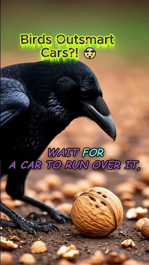 Crows Using Cars to Crack Nuts 🐦🚗 Genius!