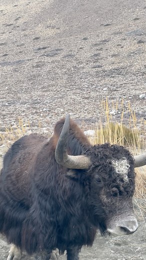 30K views · 521 reactions | The Himalayan Yak, a symbol of resilience. #Passu #YAK #gilgitbaltistan | PASSU | Facebook