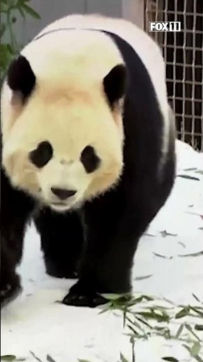 New pandas make their debut at Smithsonian National Zoo