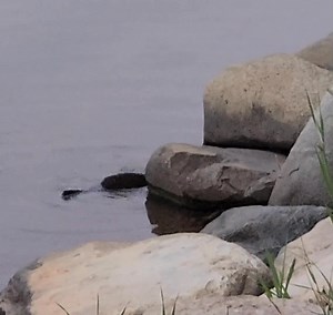16K views · 1.4K reactions | Baby Mink Chases its Tail! Here is a very quick but very cute video from earlier this week of one of the mink kits chasing its own tail. #mink #mustelid | Mike’s photos and videos of beavers | Facebook