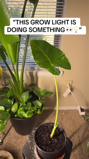 Alocasias Thrive with Barrina T1S Grow Light