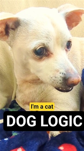 My Dog Ate HIS Homework… But He’s the Dog?! 🐶📚😂 #talkingdogs #funnyshorts