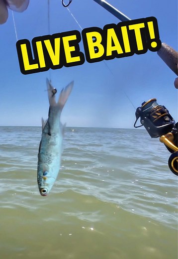 Using Live Mullet as Saltwater Fishing Bait