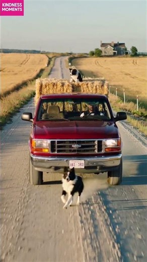 Kindness 🐶 Dog's Joyful Reunion on Farm Road #kindness #dogreunion #shorts