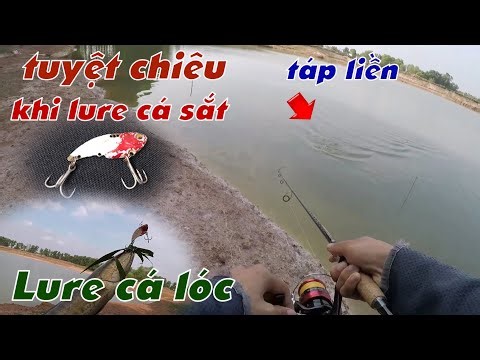Câu Lure Cá Lóc ✅ Cách Dụ Cá Lóc Táp Mồi Khi Lure Bằng Cá Sắt Hiện Quả | Tâm Râu Vlog #313