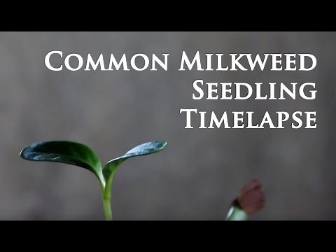 Common Milkweed Seed Germination: 15 day Time-lapse