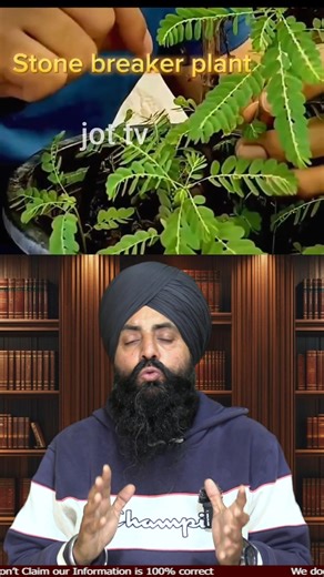 jot tv on Instagram: "Benefits of Bhumi Amla 🌿✨ Nature’s Healing Herb #BhumiAmla #Ayurveda #HerbalMedicine #HealthBenefits"