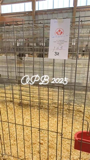 5.1K views · 108 reactions | Ontario Poultry Breeder's Show 2025 | M&M Exhibition Poultry | Facebook