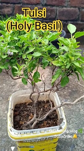 🪴 Holy Basil (Tulsi) – Top Benefits You Must Know! | Gardening vlog🌿 #Shorts #viralvideo #ytshorts