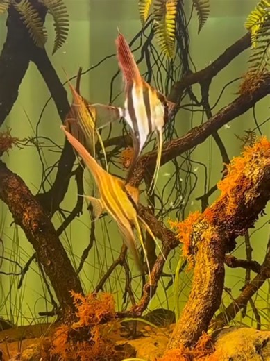 Explore Nature Style Aquariums: A Guide to Biotope Designs