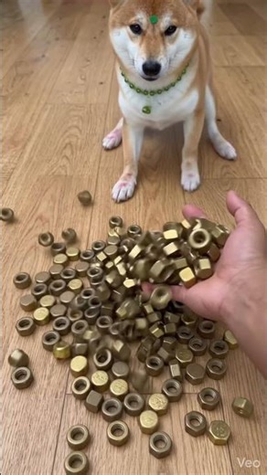 Bronze Hex Nut ASMR ! 🐕🔩 柴犬くるくる ! डॉग spin reaction ! #shorts #viral