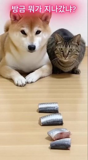 What are you doing right now, funny cat and Shiba Inu?