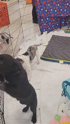 Thank you Fleet Farm Fleet Farm Rochester for hosting Camp Companion puppies today they had so much fun. | Camp Companion