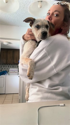 Kim Rios-Dallas/Fort Worth Curl Specialist on Instagram: "Happy 1st Birthday to our Blanco 🤍🐾 Our baby of the family… but somehow also the BIGGEST 😂 A true gentle giant with the sweetest heart and the most chaotic hobbies. Blanco’s favorite activities include: ✨ Taking anything that belongs INSIDE… and relocating it OUTSIDE ✨ Creating a “growth chart” on the wall with his mouth ✨ Chewing up remotes, the side of the couch, and basically anything he can reach (except his actual toys 🙃) ✨ Takin