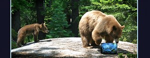 Bear Testing
