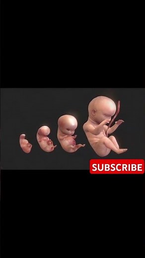 How a Fetus Develops (Stages of Fetal Development)