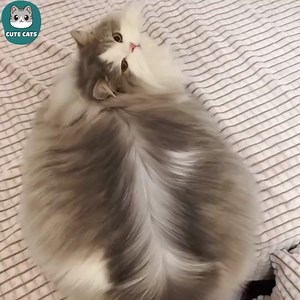 11K views · 359 reactions | Fluffy | Cute Pets | Facebook