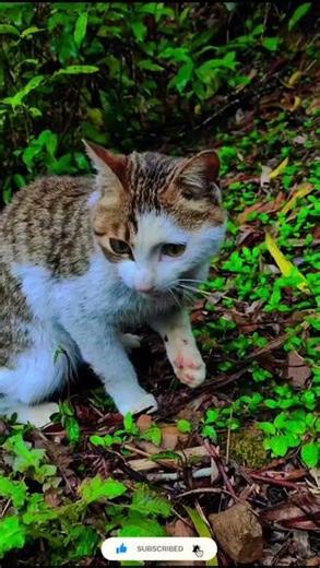 How to make natural face powder #natural #makeup #shorts