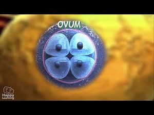 The reproductive system for kids