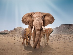 Elephant Refugees - Apple TV