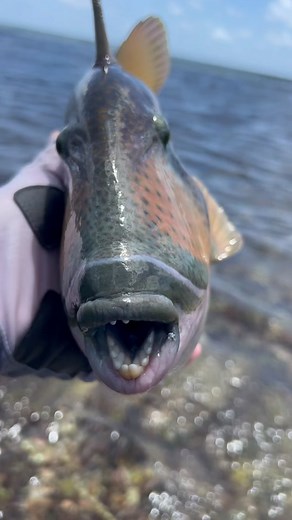 Seychelles Fish: Discovering the Fascinating Triggerfish
