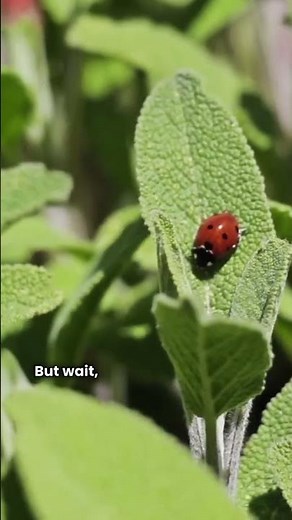 Facts you DID NOT know about LADYBUGS!!!🐞🐞