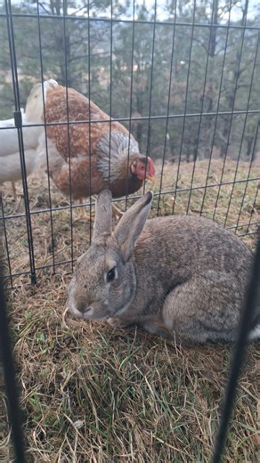 Micah the Bunny Meets the Chicken Committee