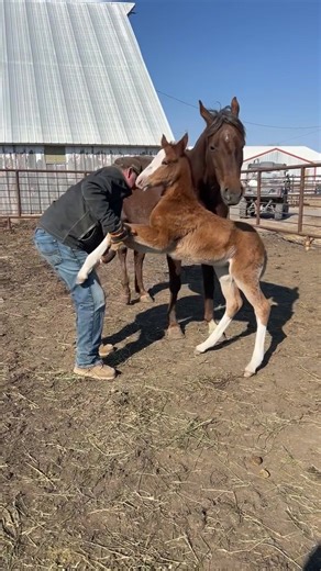 *Viral Video Dump* Adding all 100K view videos to their own album! Enjoy!!! 3M views (pre-monetization) as of 11/8/25 Og post screenshot in comments https://www.facebook.com/reel/610777828385919 | Kelly Holdaway