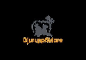 Devon rex: Allt om uppfödare och kattungar till salu - Djuruppfodare.se