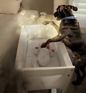 48K views · 16 reactions | They caught their newly adopted stray dog biting from their newborn baby's crib in the middle of the night. When they looked more closely at the baby and saw what the dog did, they began to cry: -> check the comments | About life | Facebook