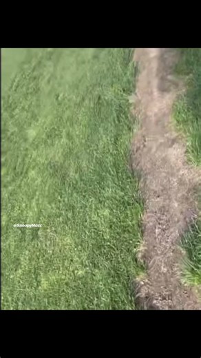 Incredible Snake Prank Gone Wrong!