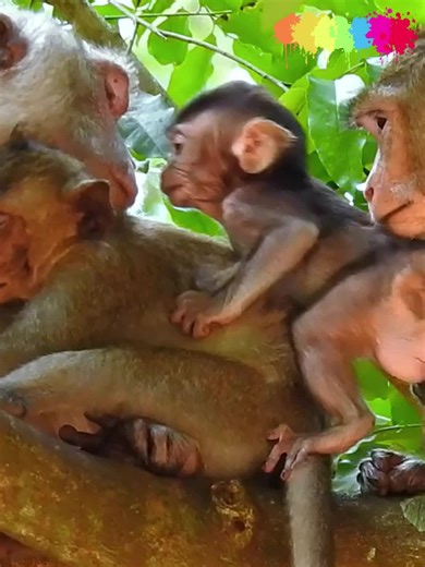 Cute Baby Monkey Big Jealous of hug #monkey #animal #baby #pet #Video #newbornmonkey #Tiktok2024 #lovemonkey #babymonkey #Comedy #Humor #Duet #funny #Trending #tiktok #Viral #fyp #lovemonkey #pitymonkey #monkeyking #monkey #animal #baby #pet #Video #newbornmonkey #Tiktok2024 #lovemonkey #babymonkey #Comedy #Humor #Duet #funny #Trending #tiktok #Viral #fyp #lovemonkey #pitymonkey #monkeycry #tiktokviral #funnyvideo #smartmonkey