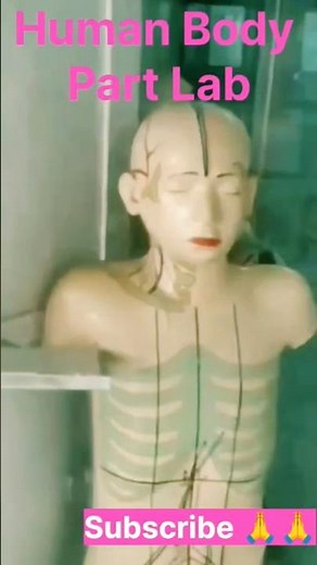 Anatomy Lab: Exploring the Human BodyThe Human Body Dissection Experience 👍‪@Scienceguruofficia‬ 👍