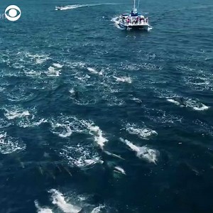 DOLPHINS SPOTTED: Hundreds of dolphins were spotted swimming together in a pod off the coast of Dana Point, California. | CBS Evening News