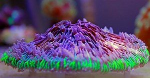 Best Corals for Sandbed, 5 Examples, and How to Place Them