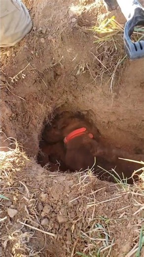 Dog vs Groundhog # #trending #[ #viral #nature #youtubeshorts #wildlife #animals #puppy #shorts #it