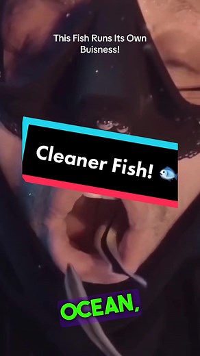 Cleaner Fish: Nature's Tiny Superheroes