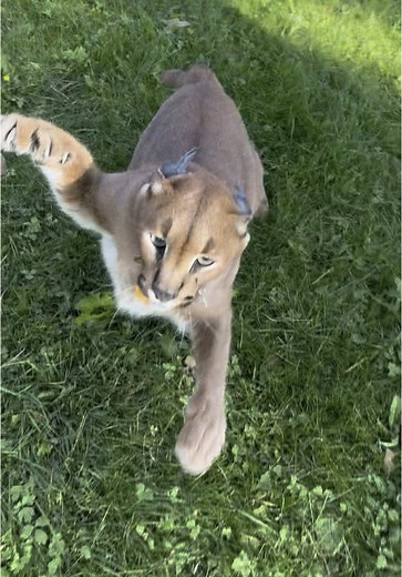 Pumba Caracal Attack: An Intense Encounter