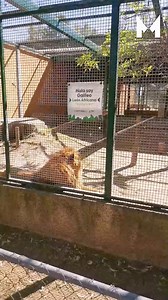 24K views · 280 reactions | ¿Ya visitaste el zoológico del Parque Rodolfo Landeros? Tienen unos animales hermosos  | Metropolitano Aguascalientes | Facebook